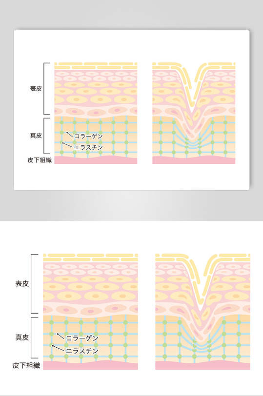 粉色手绘美容肌层矢量素材