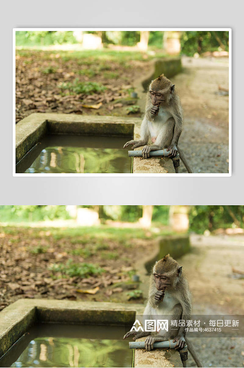 创意水池猴子摄影图素材