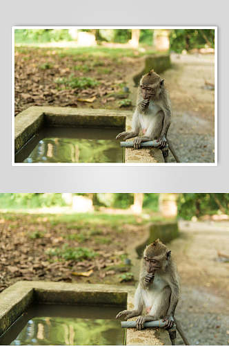 创意水池猴子摄影图