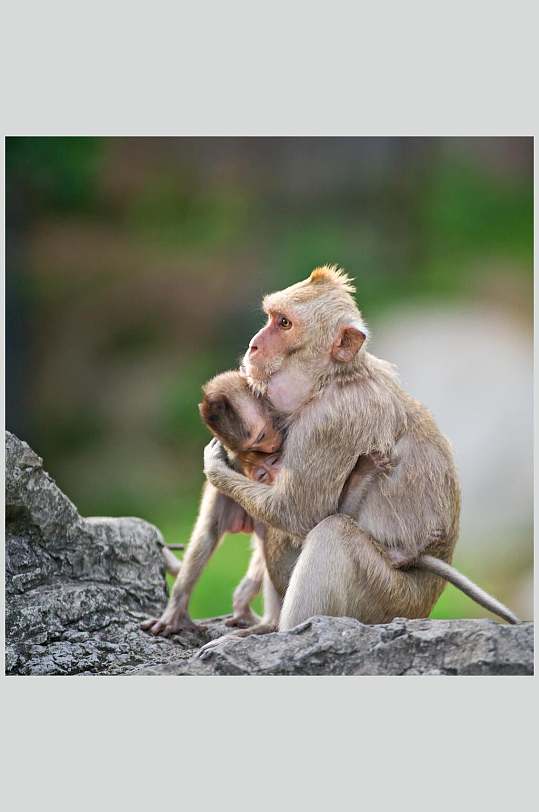 拥抱猴子活动图片