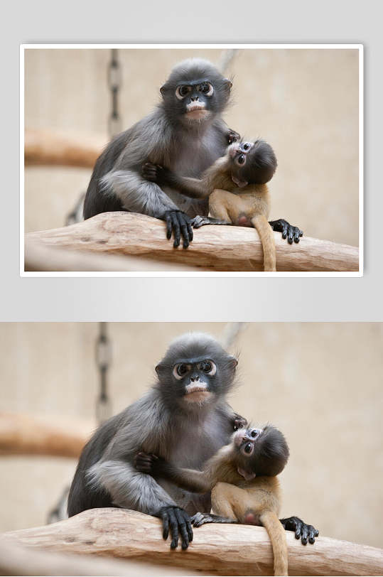猴子妈妈活动图片