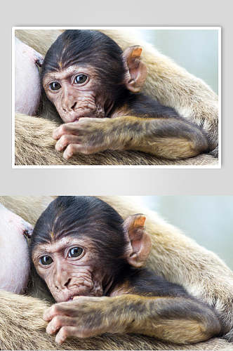 可爱吸手指猴子活动图片