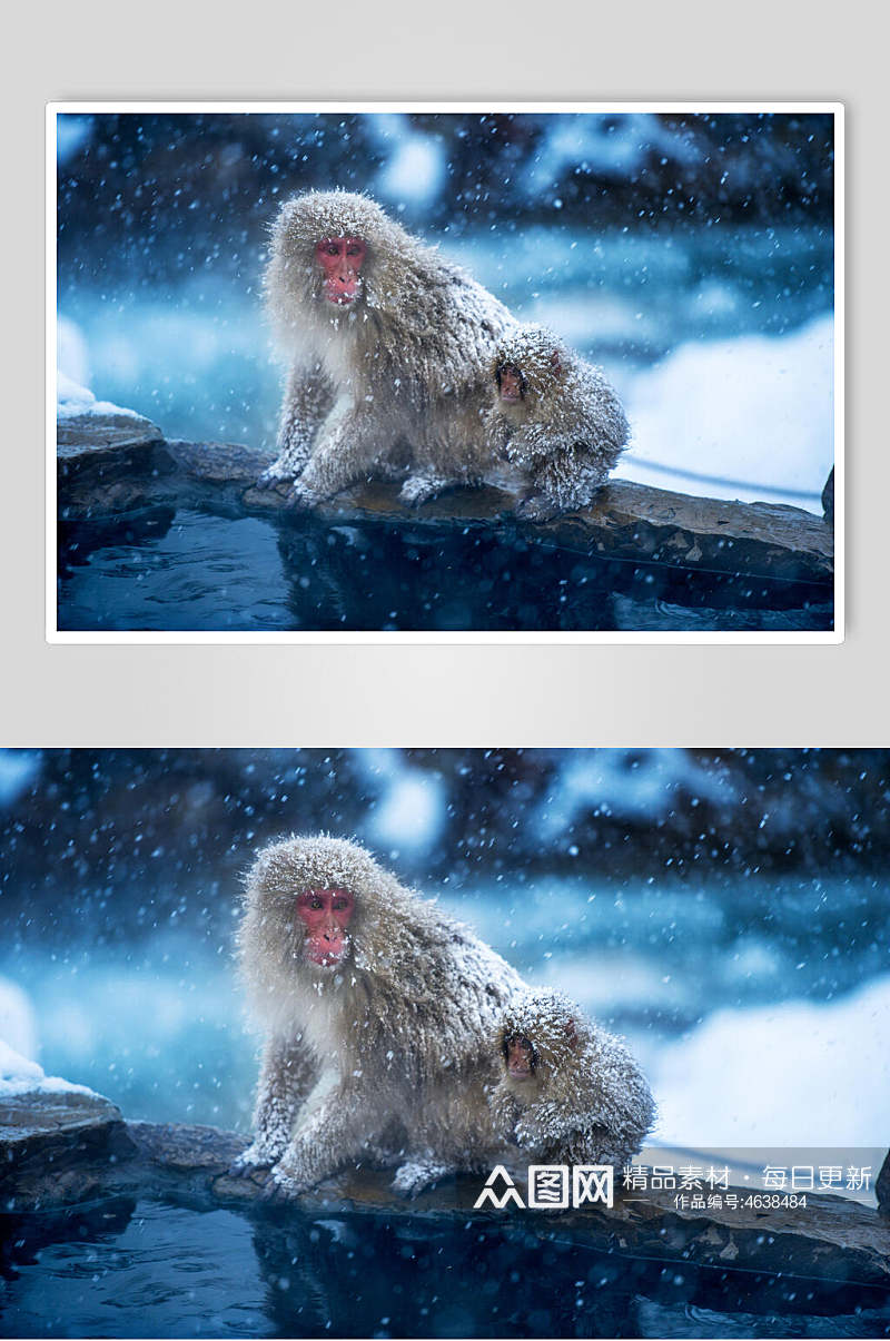 雪花猴子活动图片素材