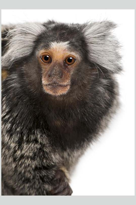 创意可爱猴子活动图片