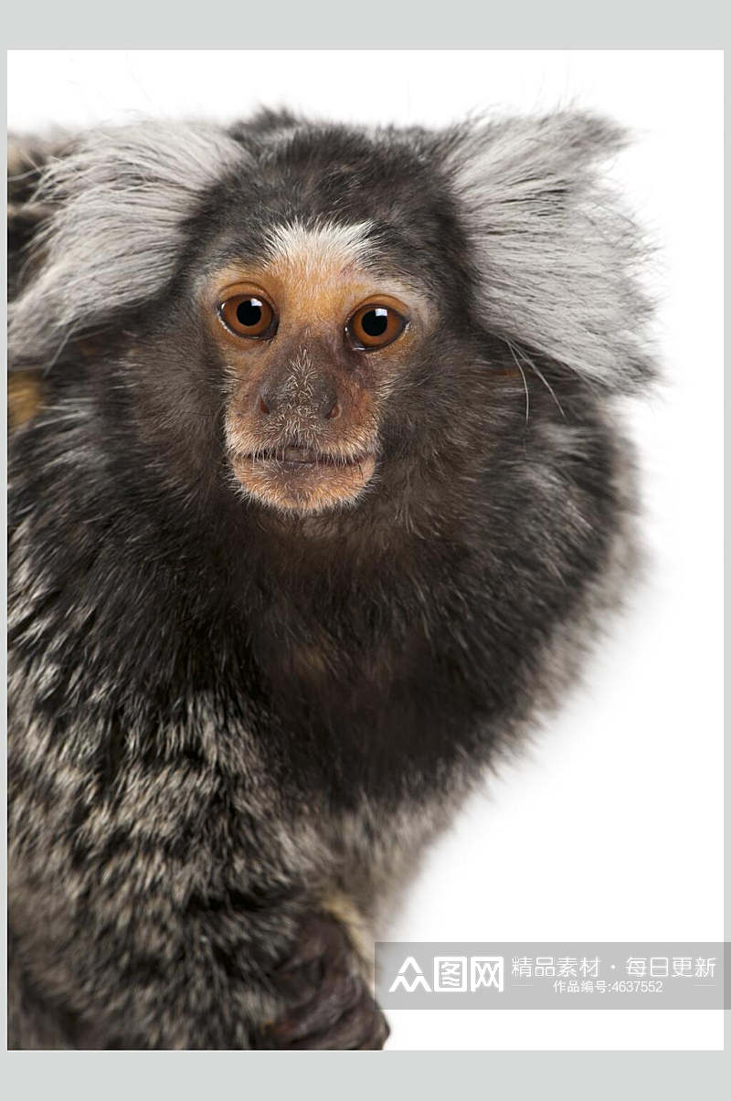 创意可爱猴子活动图片素材