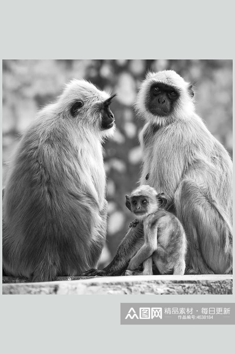 灰色猴子活动图片素材