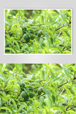 绿色果园树枝图片