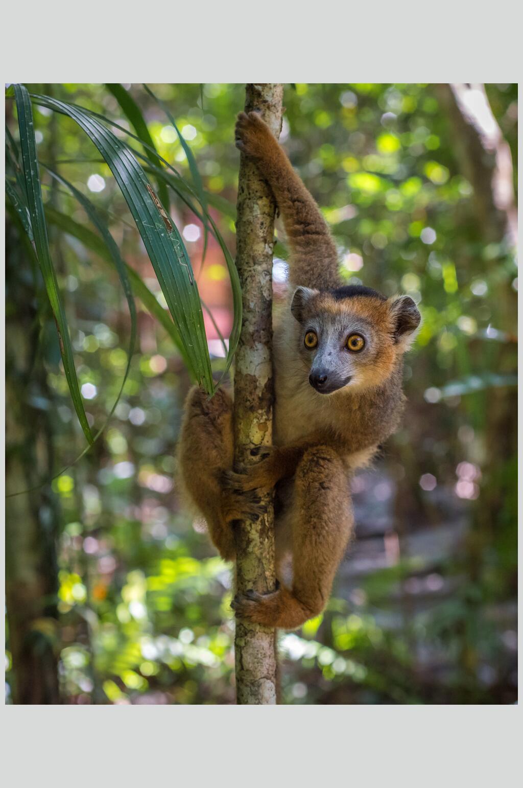 猴子爬树活动图片