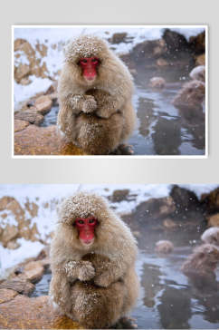 雪花猴子活动图片