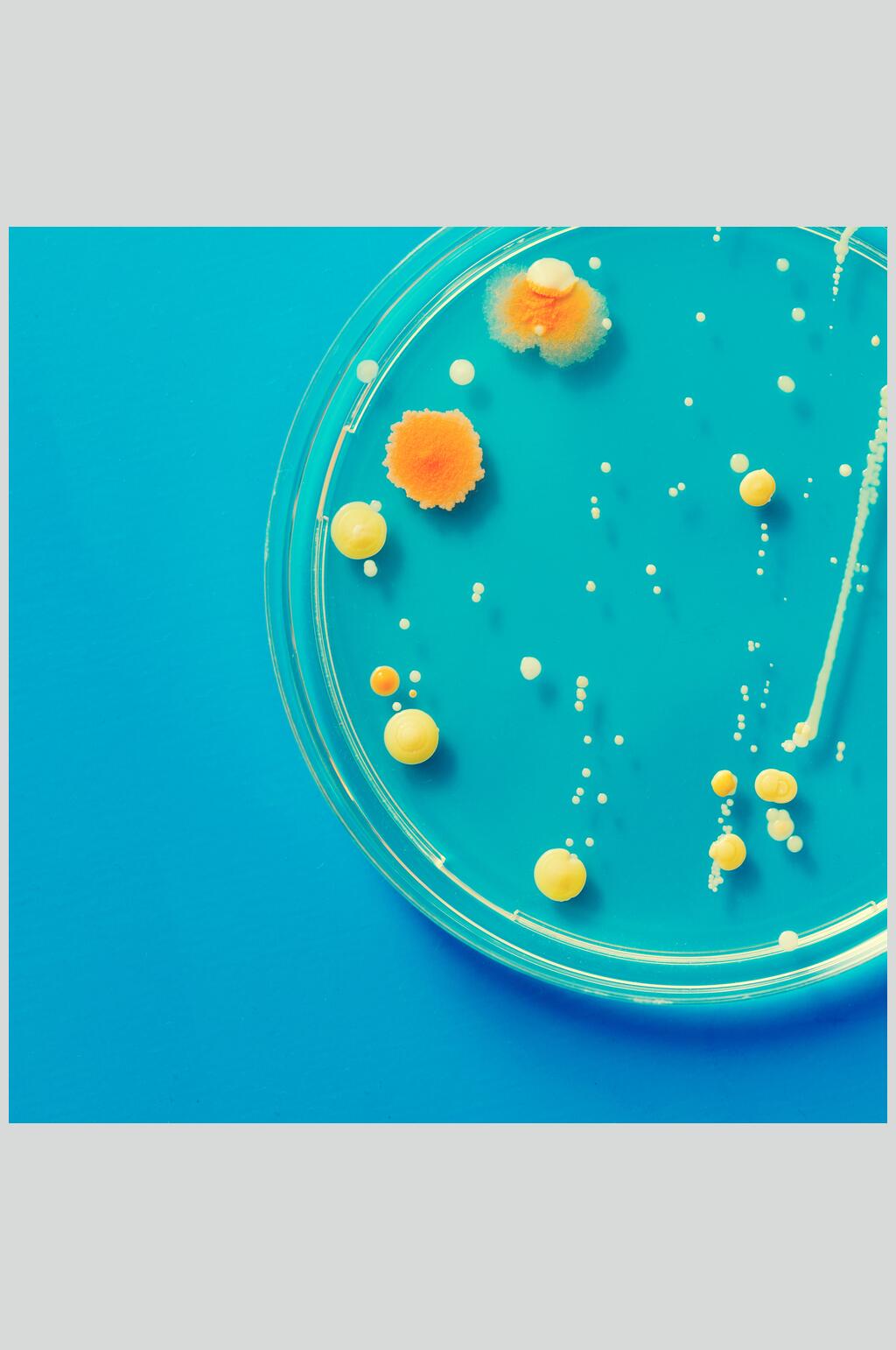 黄色圆形微生物分子图片素材