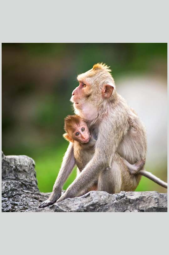 简约石头母子猴子活动图片