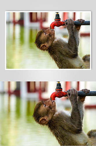 喝水猴子活动图片