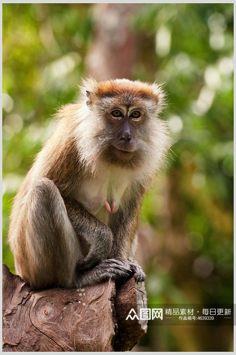 简约特写可爱猴子活动图片素材