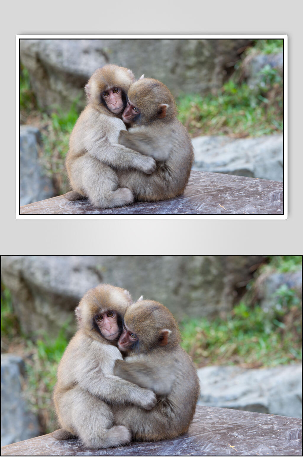 动物杂志插图两只拥抱的猴子活动图片
