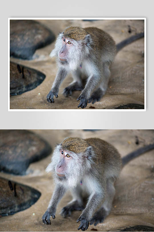 狒狒猴子幼崽摄影图