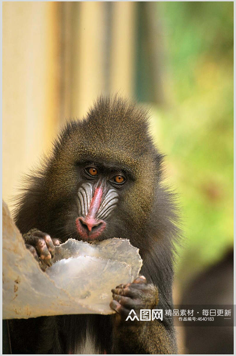 黑棕色猴子活动图片素材