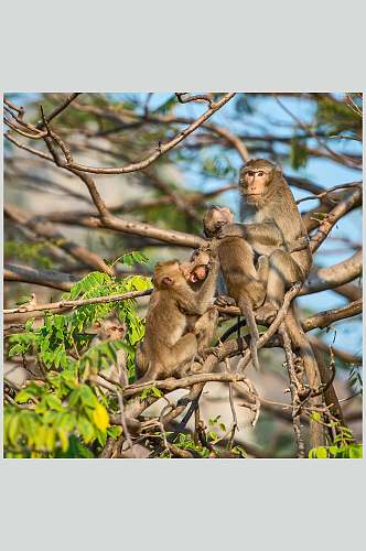 树干猴子活动图片