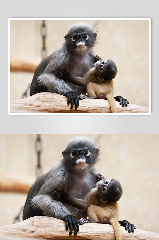 猴子亲子活动图片