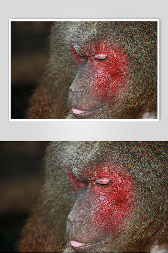 红脸短毛猴子活动图片