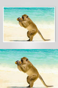 创意大海猴子活动图片