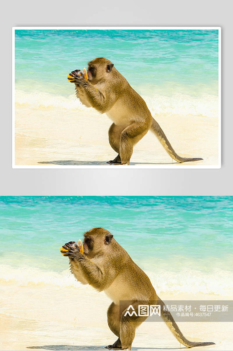 创意大海猴子活动图片素材