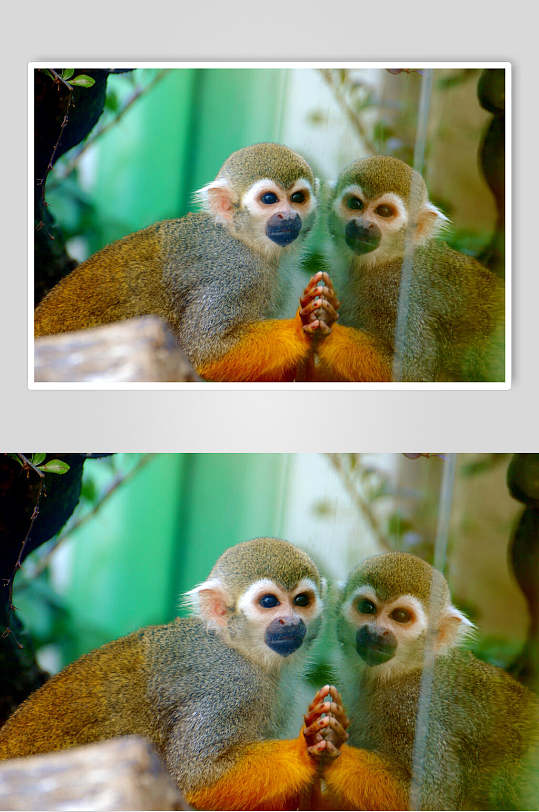 创意树木猴子活动图片