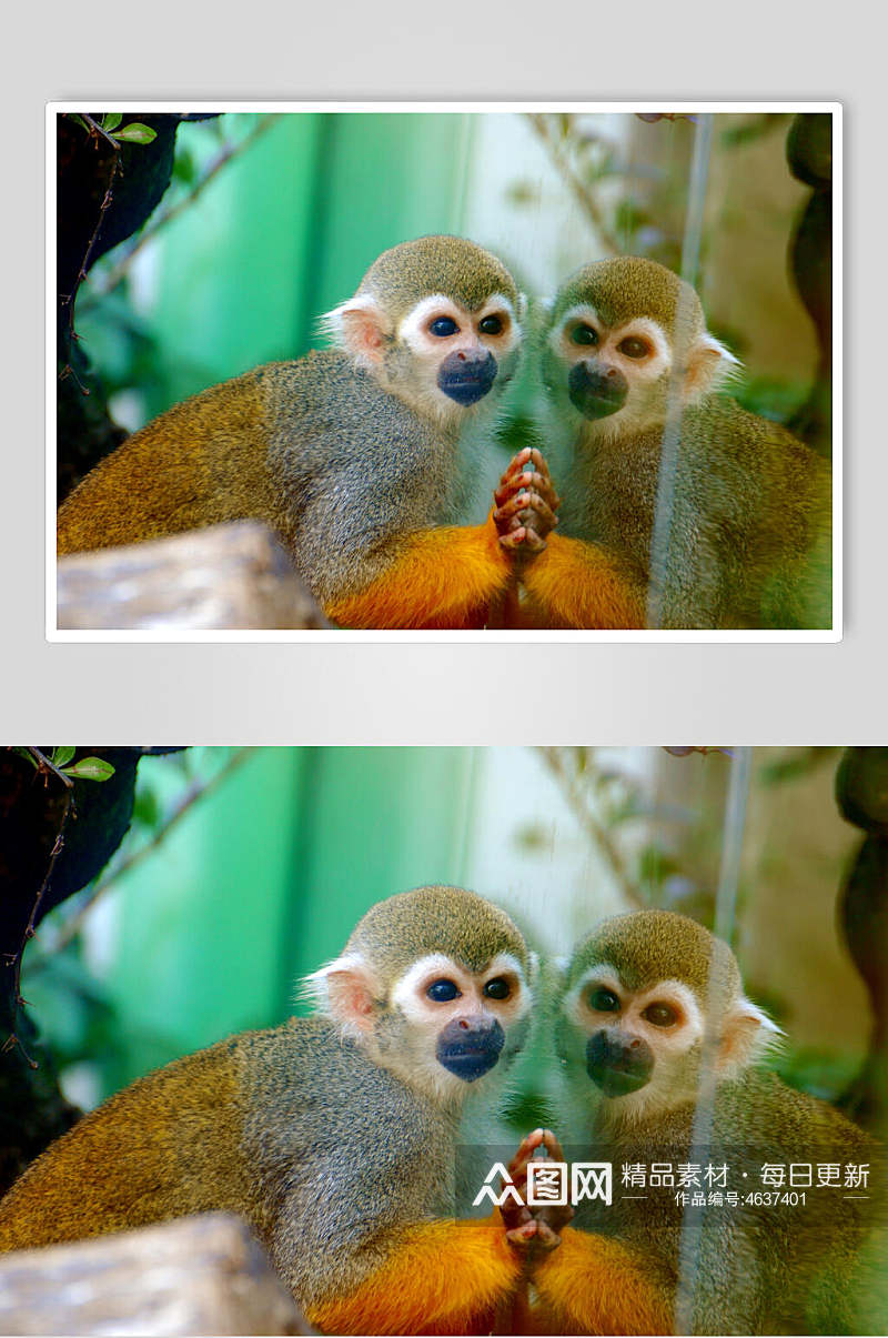 创意树木猴子活动图片素材