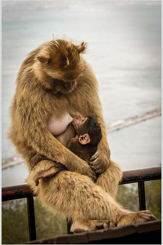 哺乳猴子活动图片
