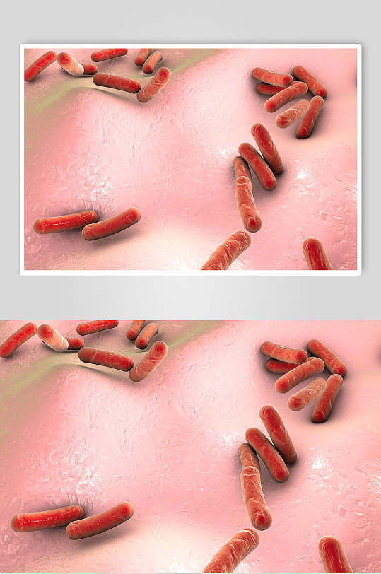 红色杆状细菌微生物分子图片