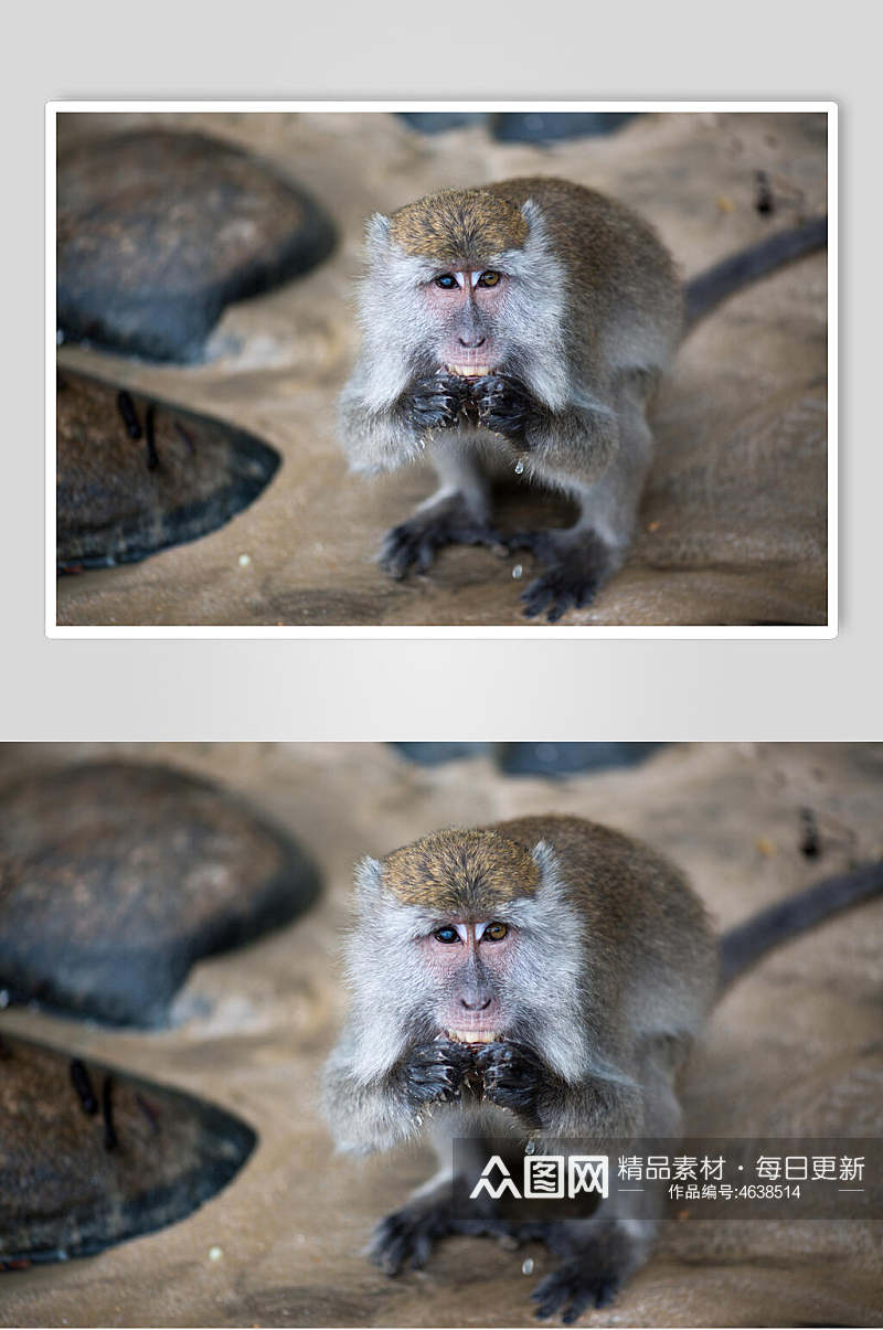 可爱猴子摄影图素材