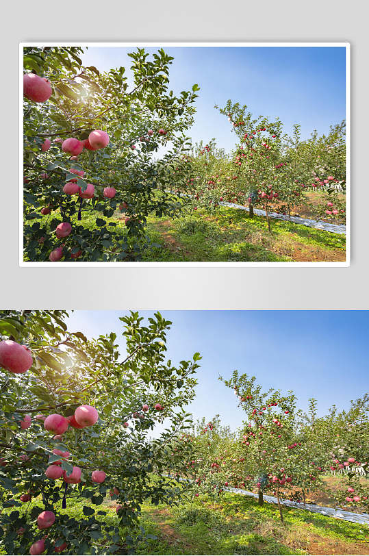 简约苹果果园树枝图片