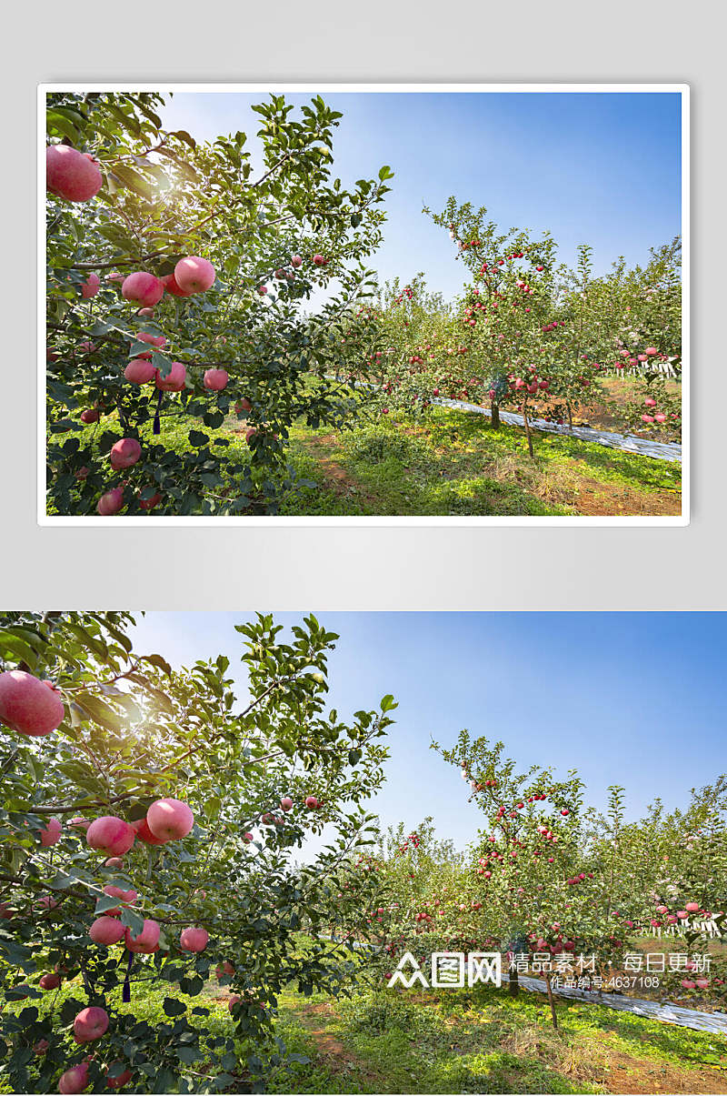 简约苹果果园树枝图片素材