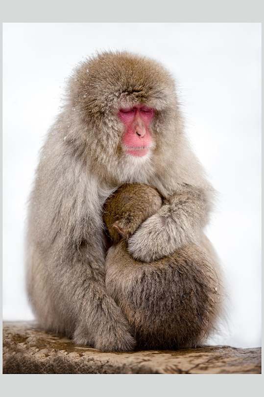 白底大猴子抱小猴活动图片