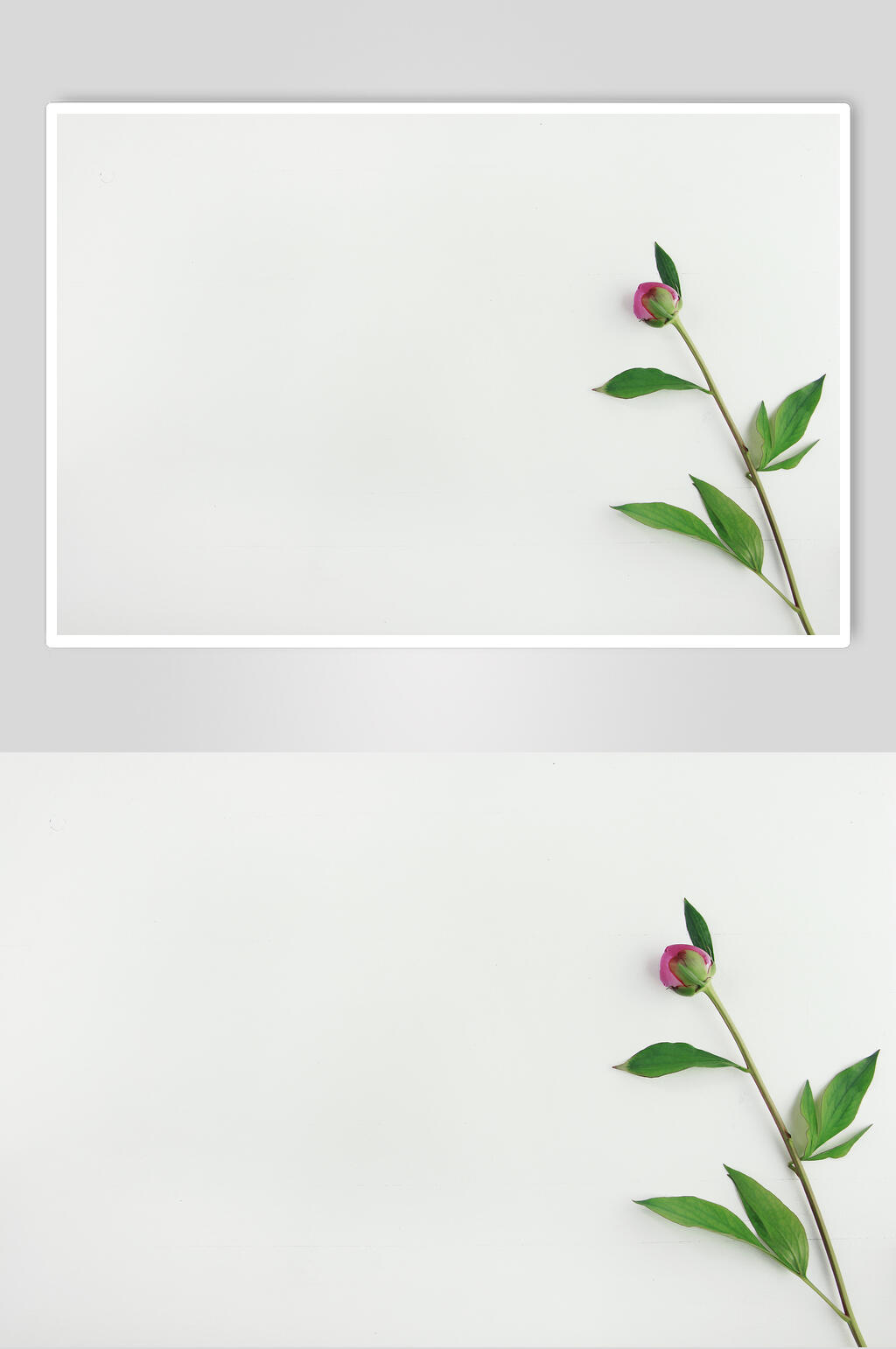 简约鲜花高清图片素材