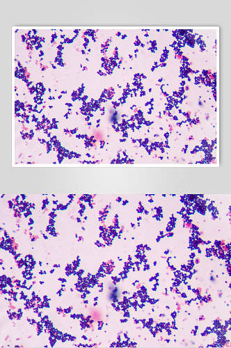 紫色微生物分子图片