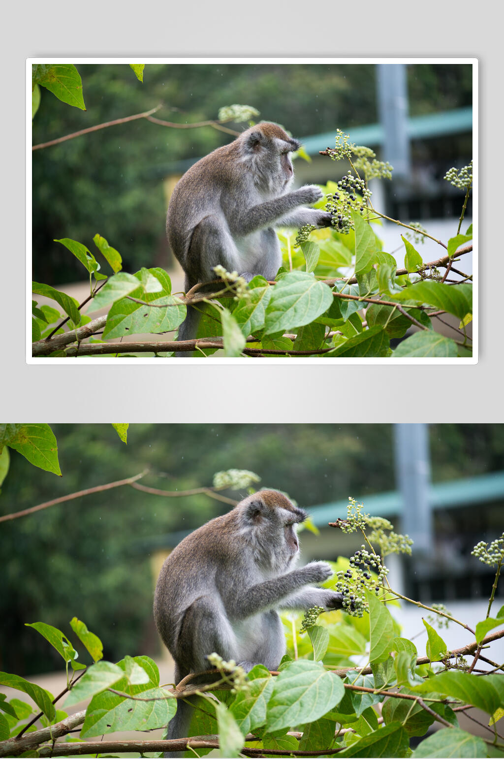 狒狒猴子摘果摄影图