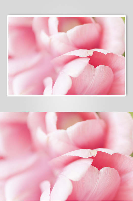 粉色大气高端鲜花图片