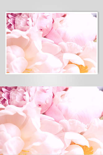 粉色花瓣鲜花摄影图片
