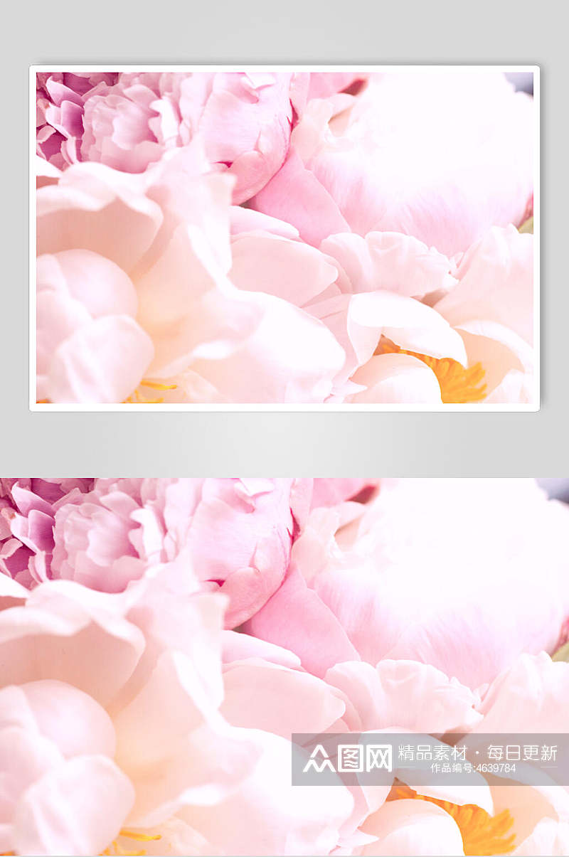 粉色花瓣鲜花摄影图片素材