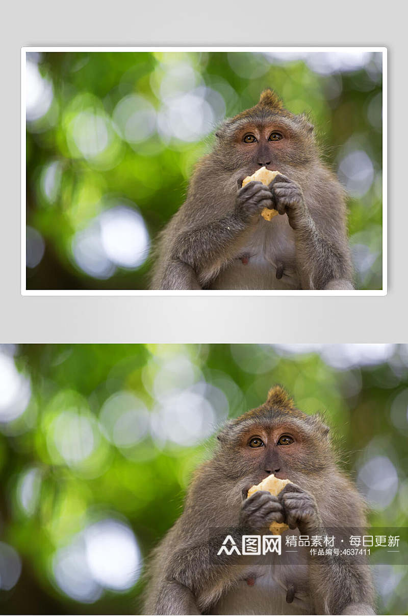 可爱吃食猴子活动图片素材