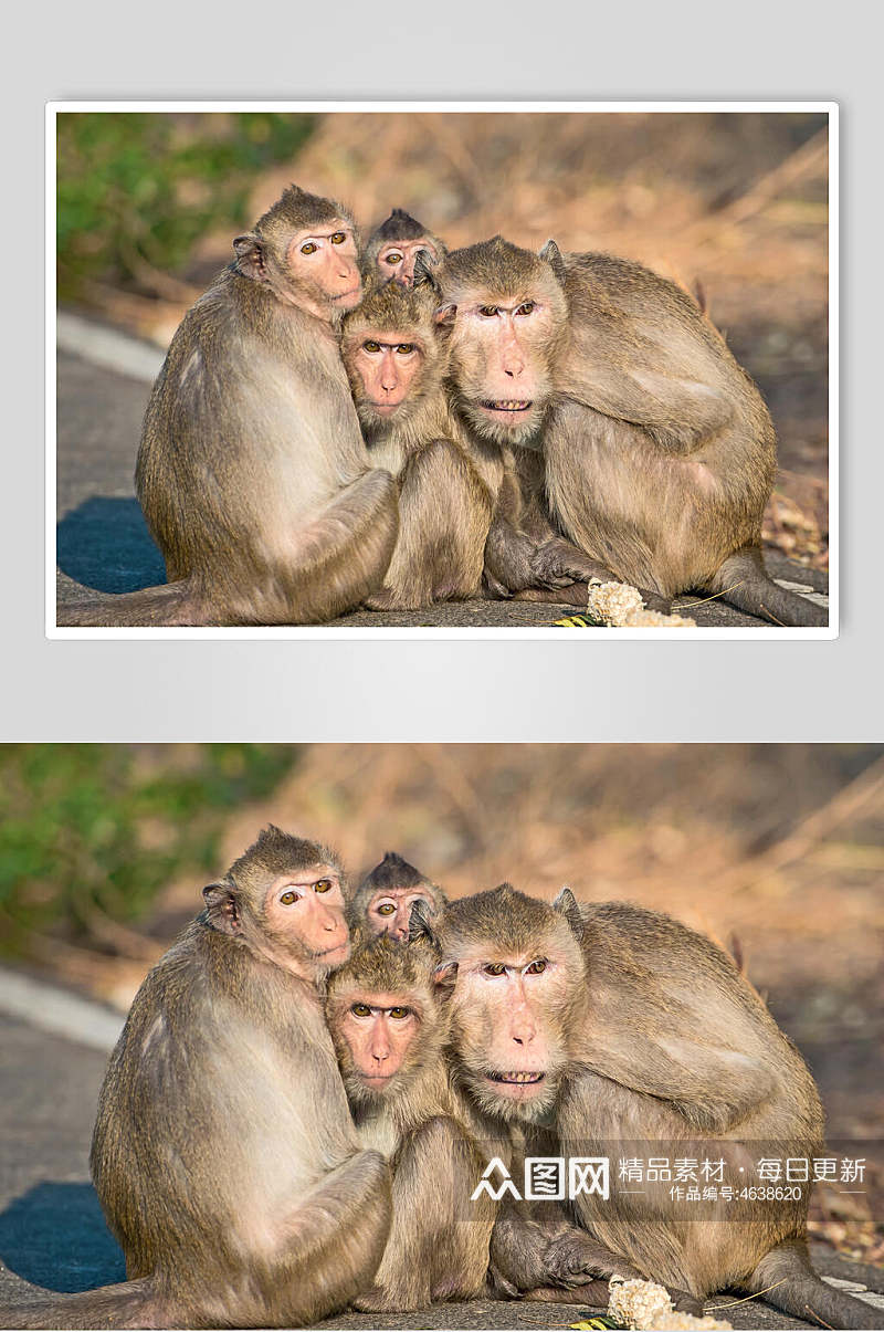 驾到拥抱猴子活动图片素材