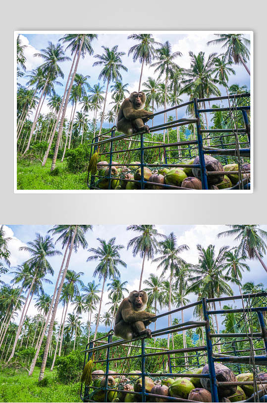 椰树猴子活动图片