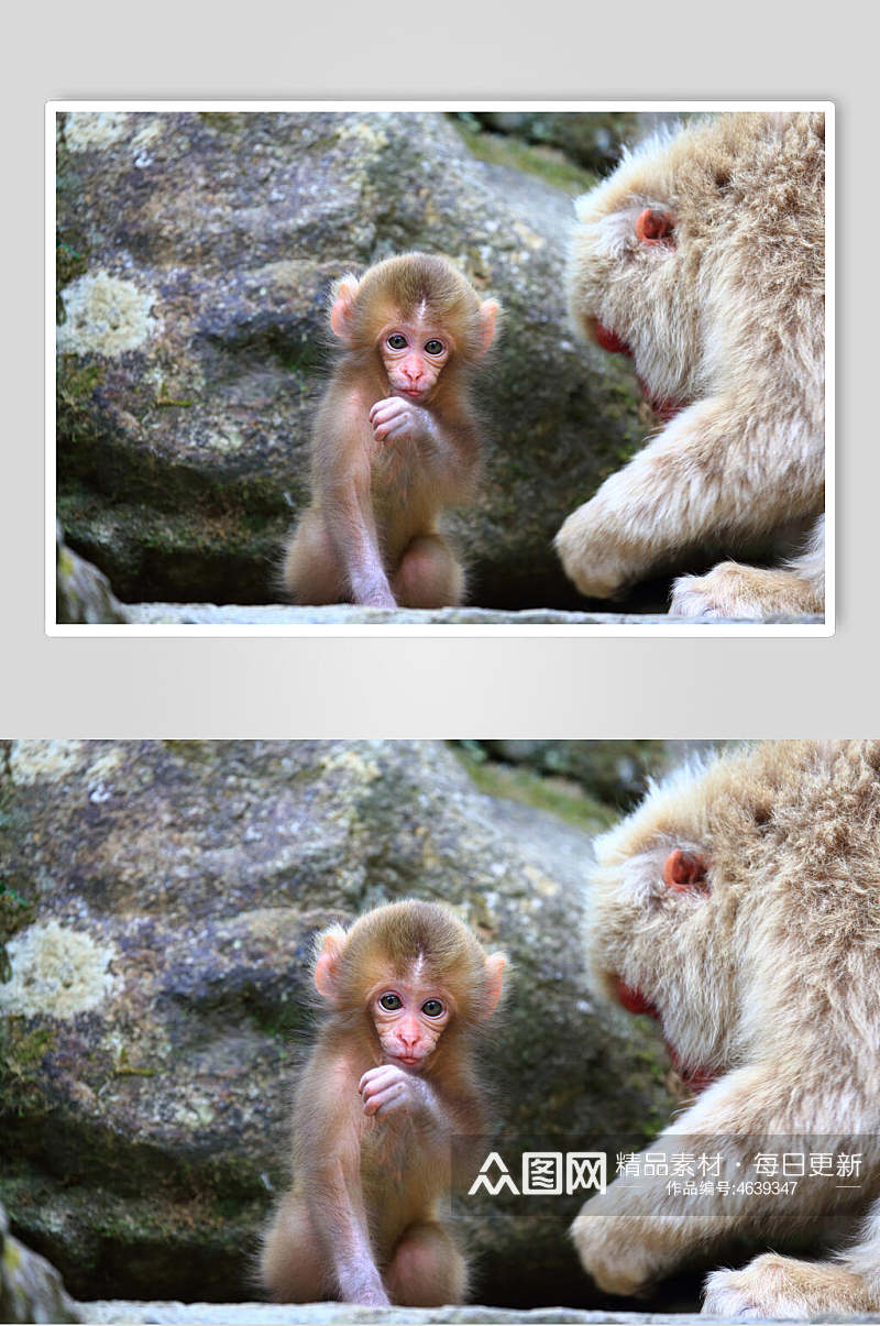 创意可爱小猴子摄影图素材