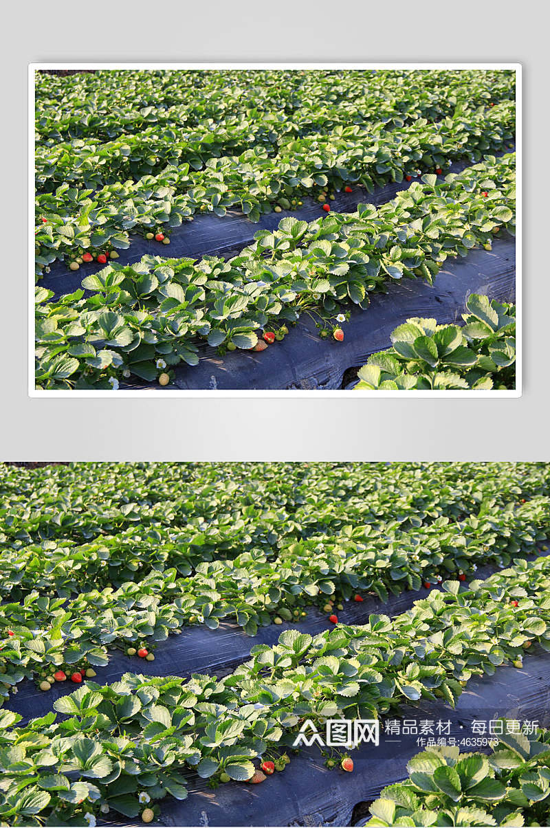 草莓果园树枝图片素材