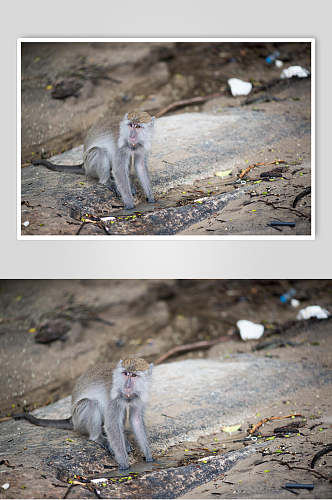 简约道路一只猴子摄影图