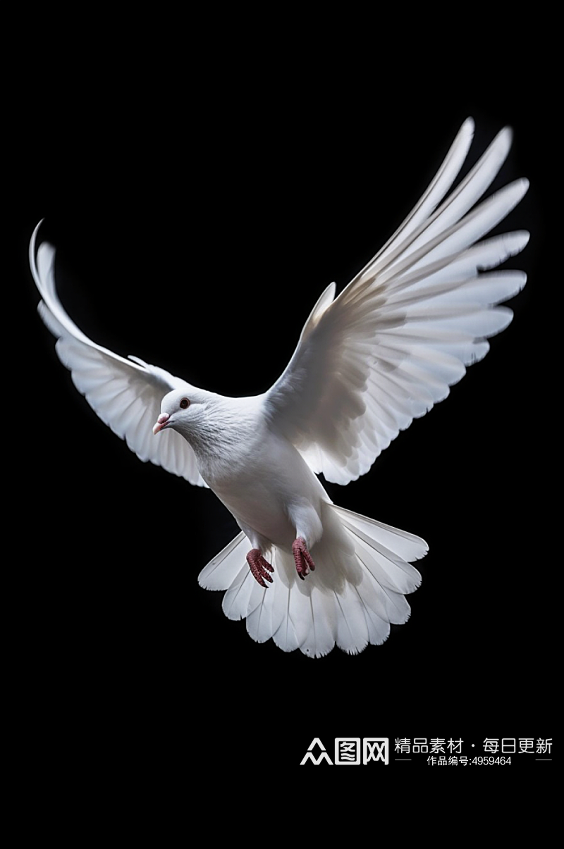 AI数字艺术白鸽鸽子飞禽家畜动物摄影图片素材