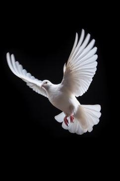 AI数字艺术白鸽鸽子飞禽家畜动物摄影图片