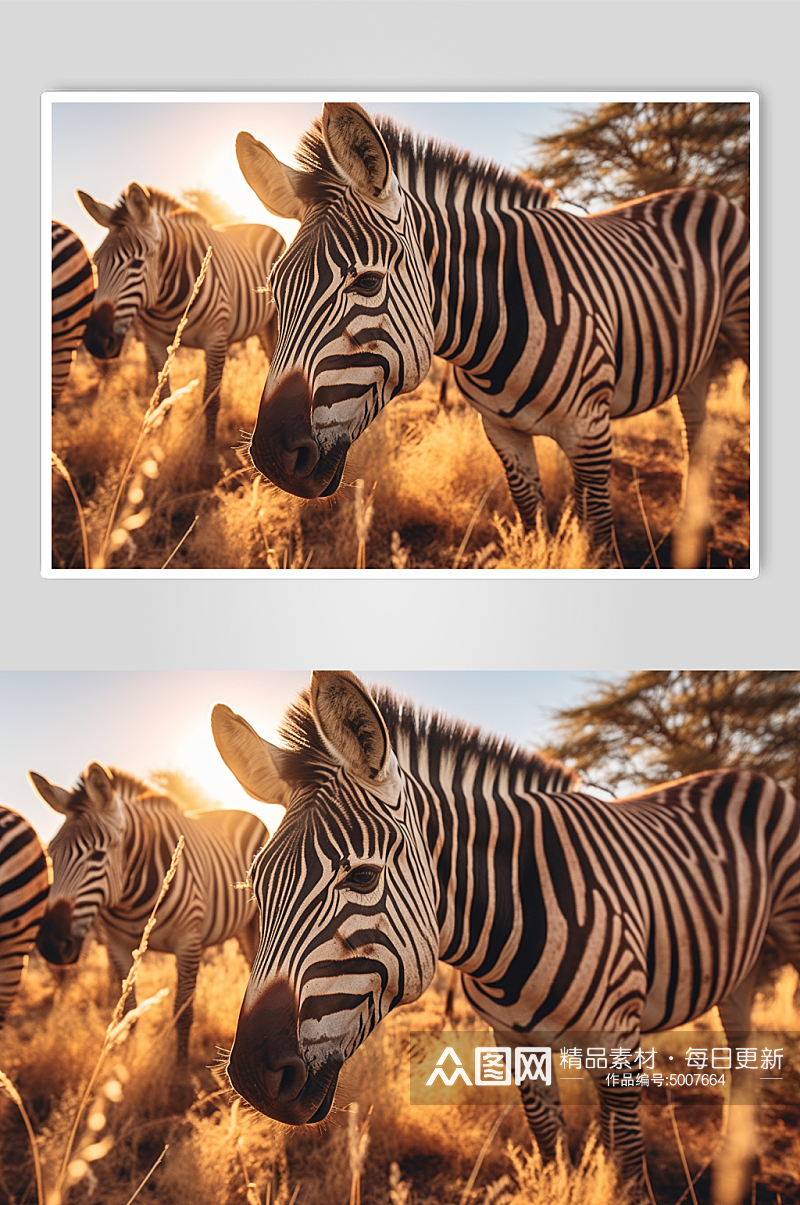 AI数字斑马动物摄影图素材