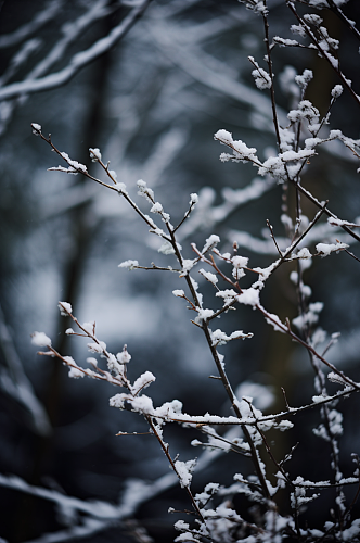 AI数字艺术大雪覆盖着冰霜的树枝摄影图