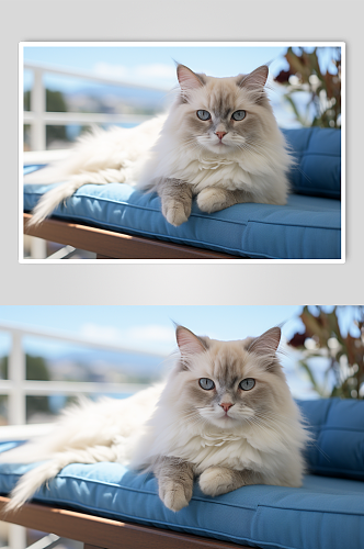 AI数字艺术可爱布偶猫图片